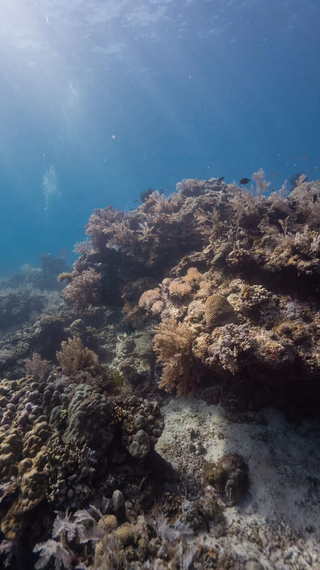 Siquijor-plongée-dive-diving-photography-coral.reef