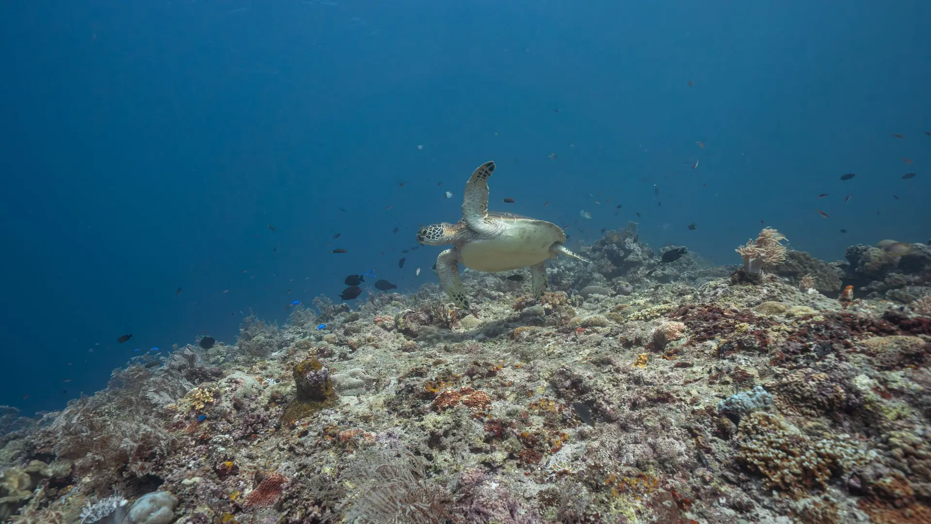Siquijor-plongée-dive-diving-photography-turtle
