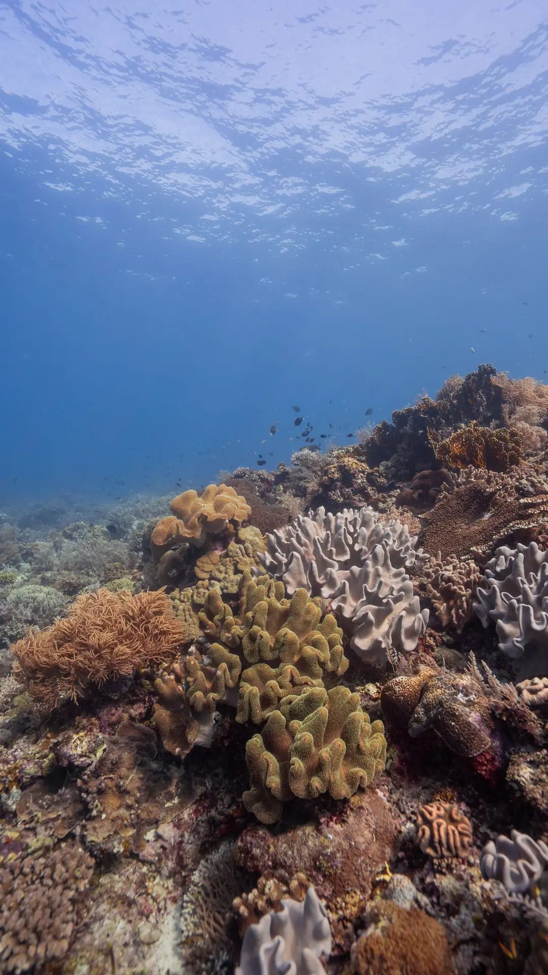 Siquijor-plongée-dive-diving-soft.coral