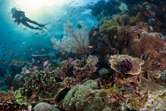 Welcome to Scuba Diving in Siquijor